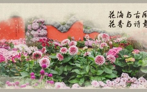 「秋花集」周末文化活动预告 | 花海与古风共舞，花香与诗意醉人