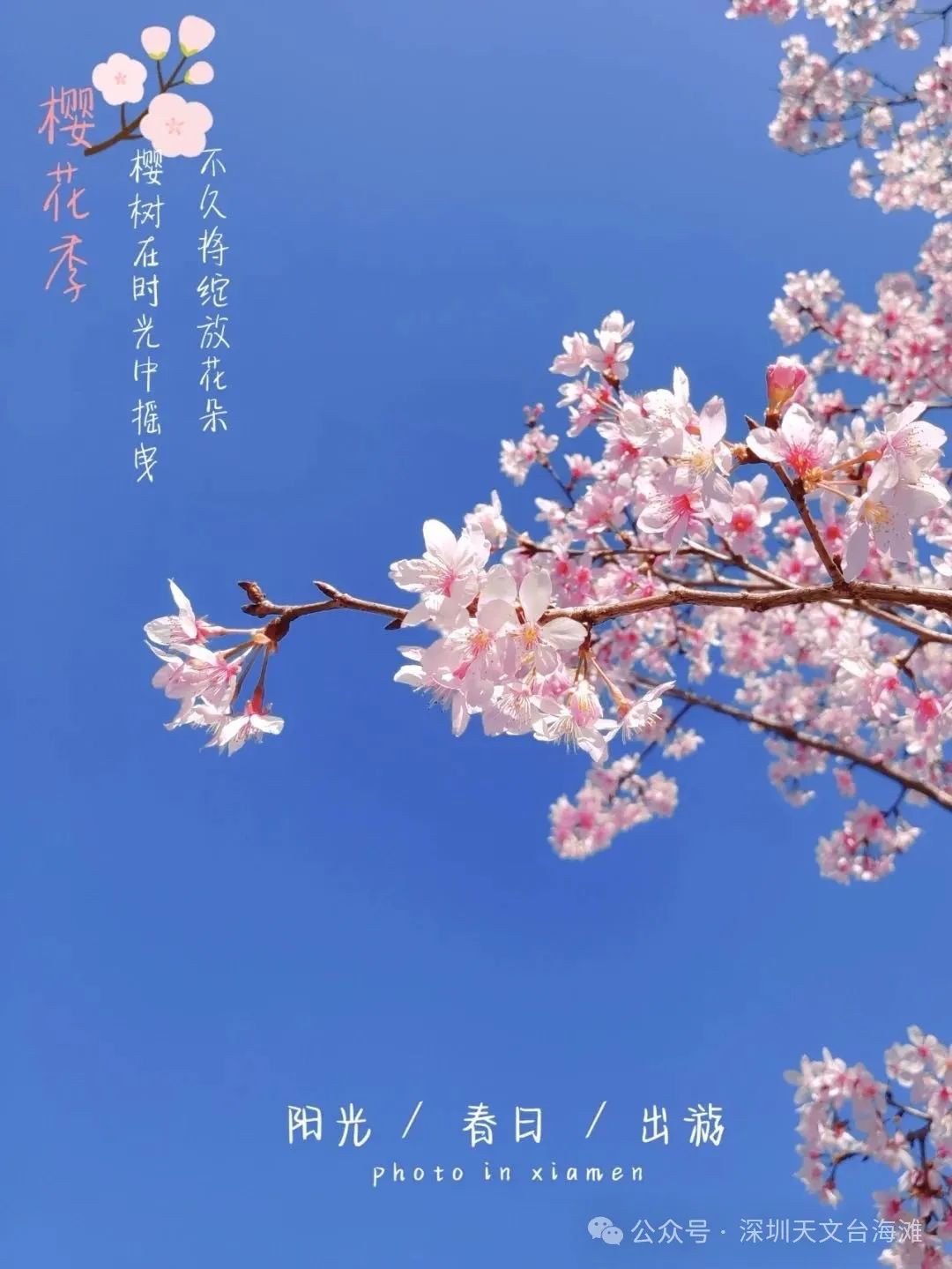 海边的樱花林，深圳三洲田樱花游玩攻略