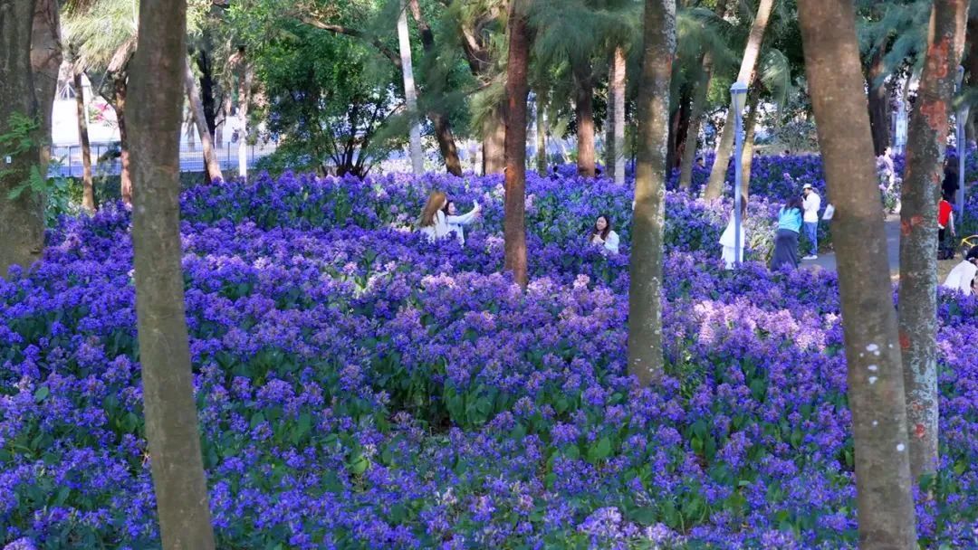 紫紫紫紫紫紫，藏在深圳湾的限定花海