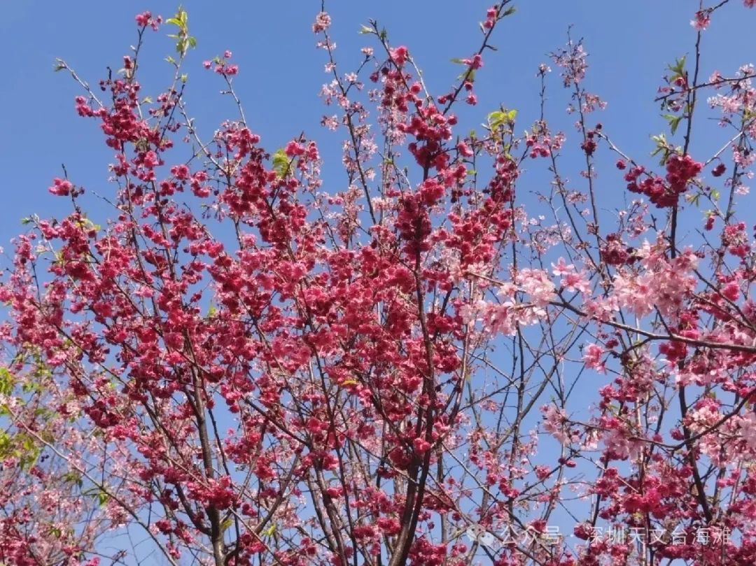 海边的樱花林，深圳三洲田樱花游玩攻略