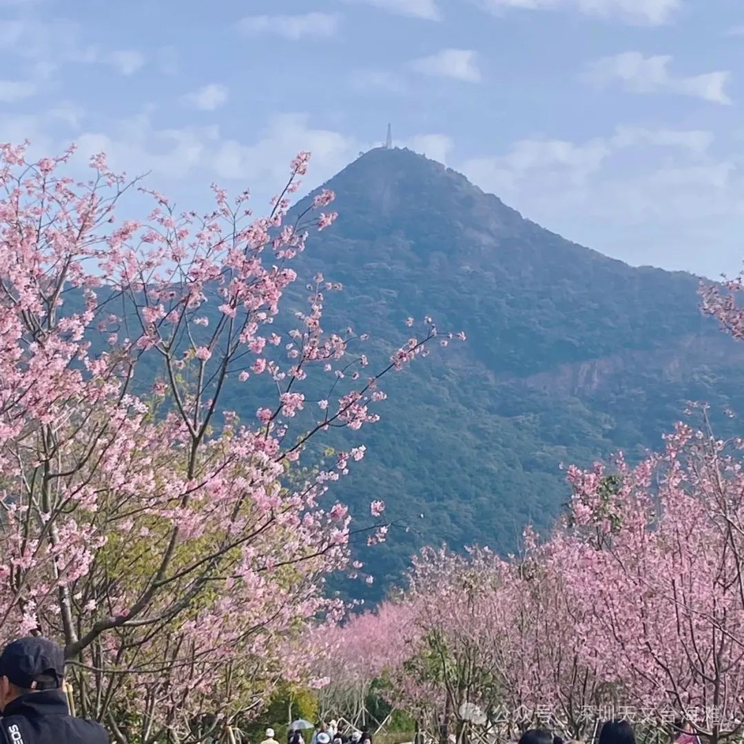 海边的樱花林，深圳三洲田樱花游玩攻略