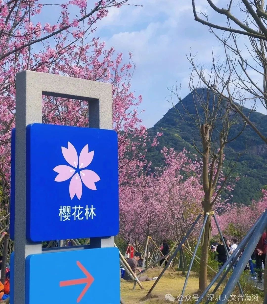 海边的樱花林，深圳三洲田樱花游玩攻略
