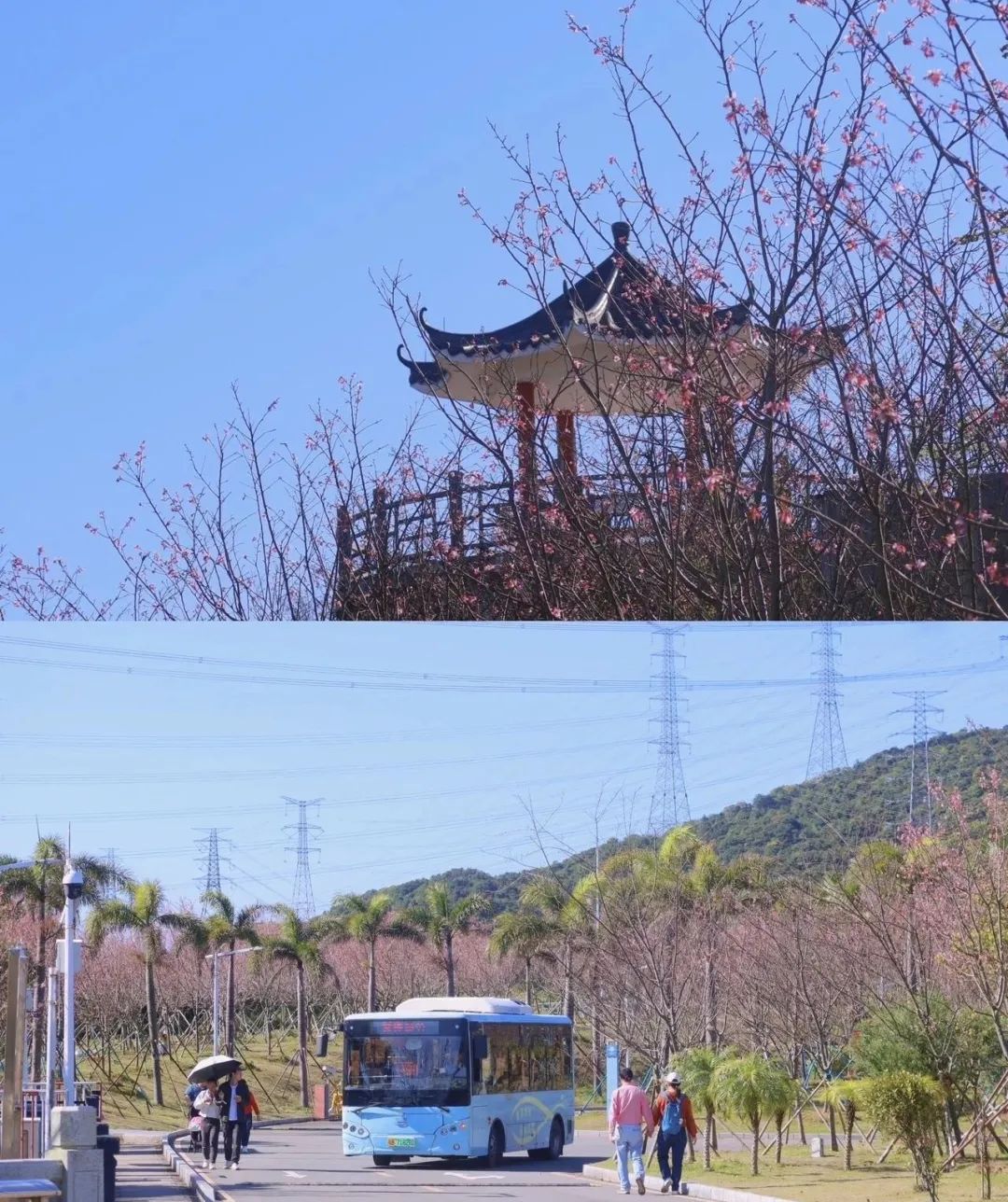 海边的樱花林，深圳三洲田樱花游玩攻略