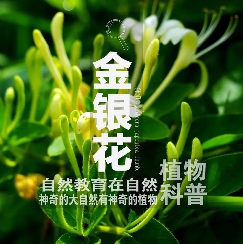 【免费预约】体验户外玩趣 | 玩转AI科技，拥抱健康！2月27日-3月1日福田会展中心等你来~~