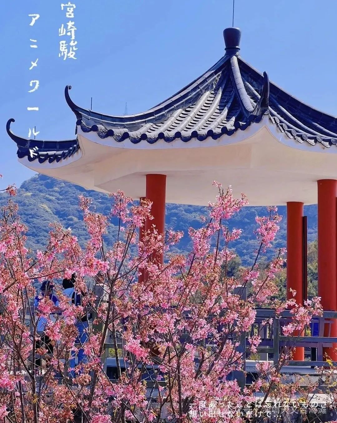 海边的樱花林，深圳三洲田樱花游玩攻略