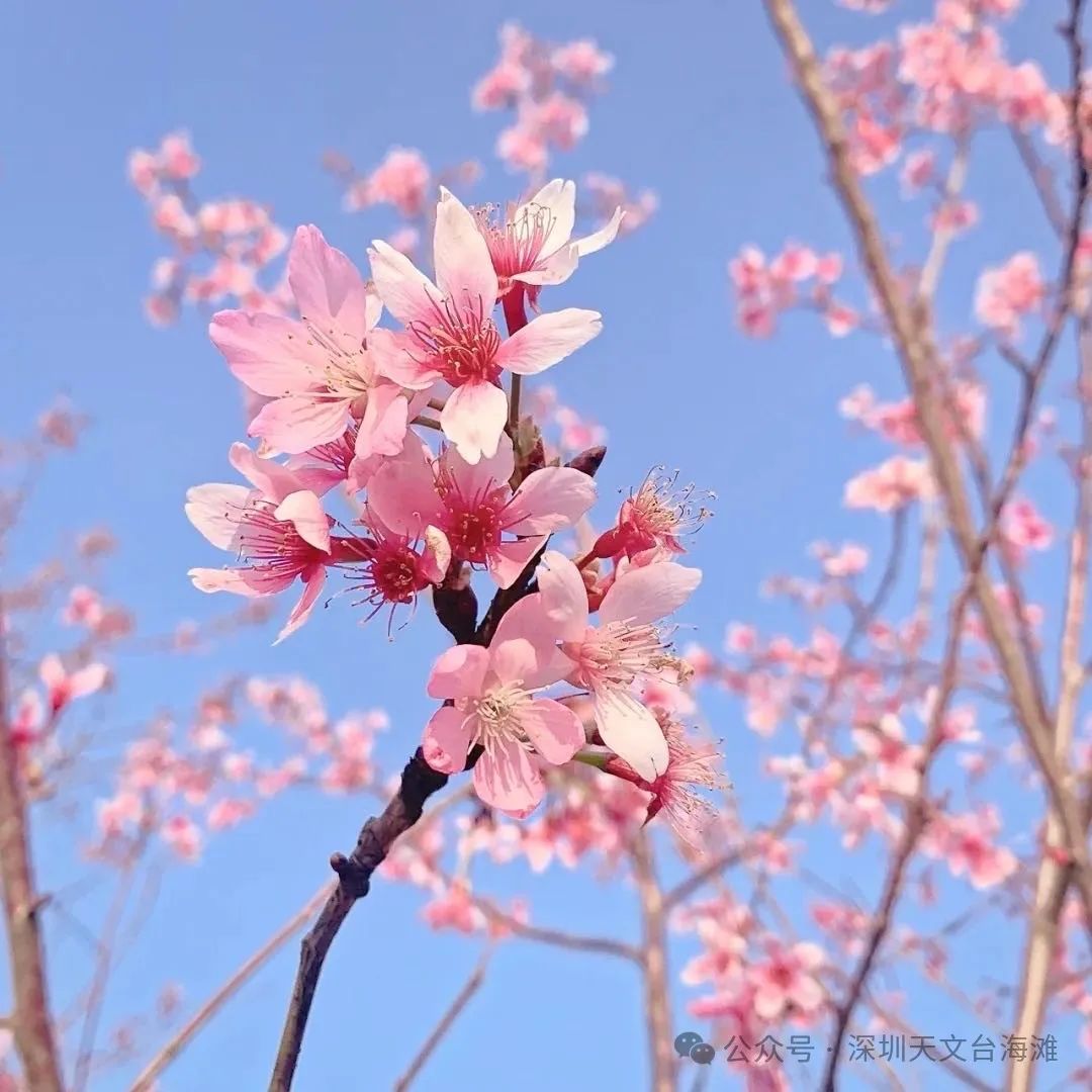 海边的樱花林，深圳三洲田樱花游玩攻略