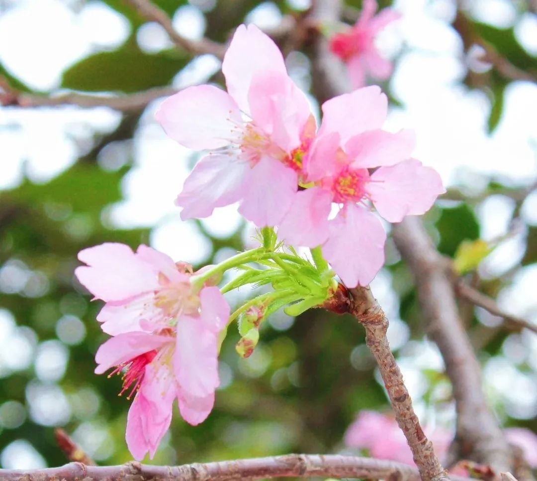 海边的樱花林，深圳三洲田樱花游玩攻略