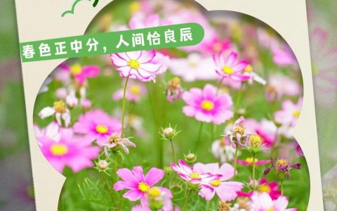 春分至！漫游大鹏这片浪漫花海→