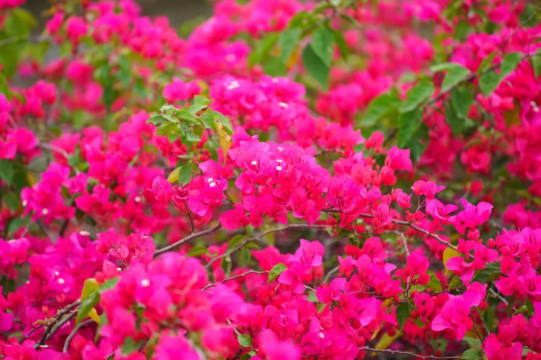 春分至！漫游大鹏这片浪漫花海→