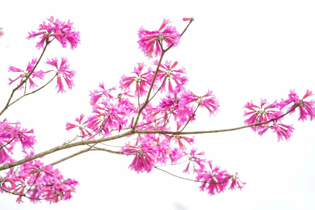 春分至！漫游大鹏这片浪漫花海→