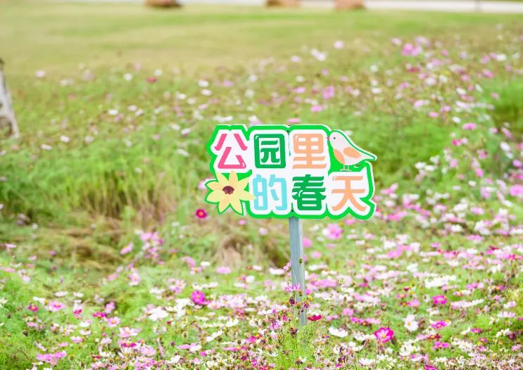春分至！漫游大鹏这片浪漫花海→
