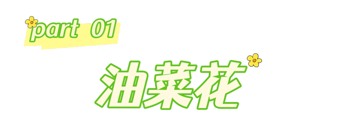 春分至，来大鹏闯进美到“犯规”的花海里～