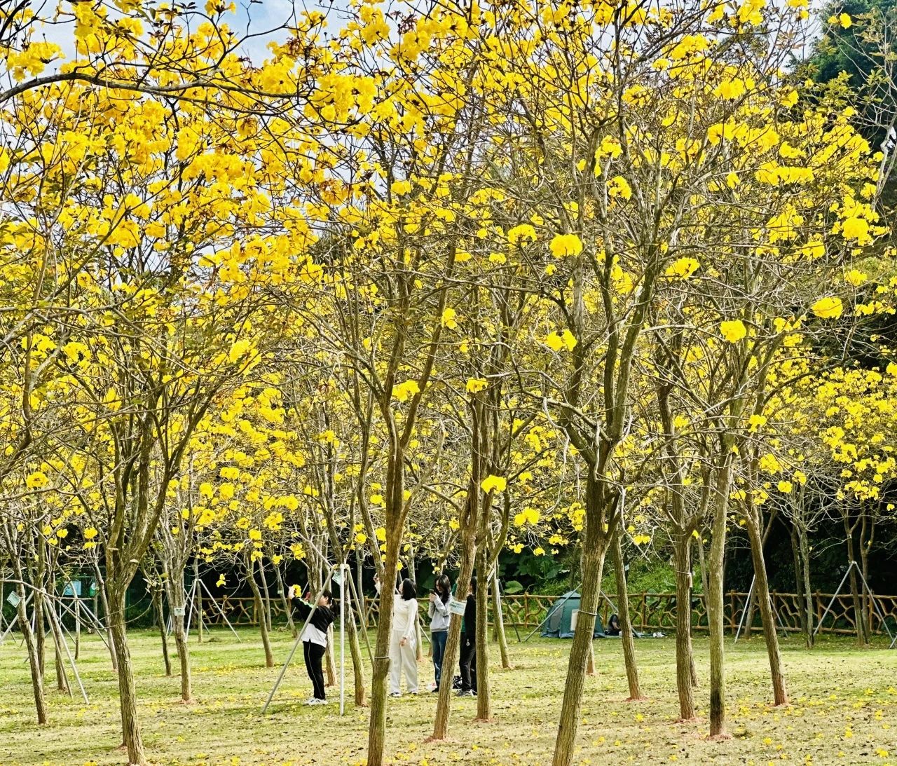 阳春三月一起来罗湖逛春天~