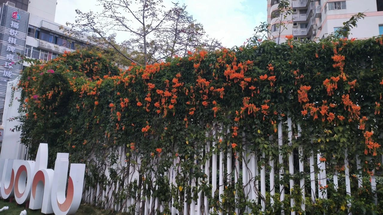 阳春三月一起来罗湖逛春天~