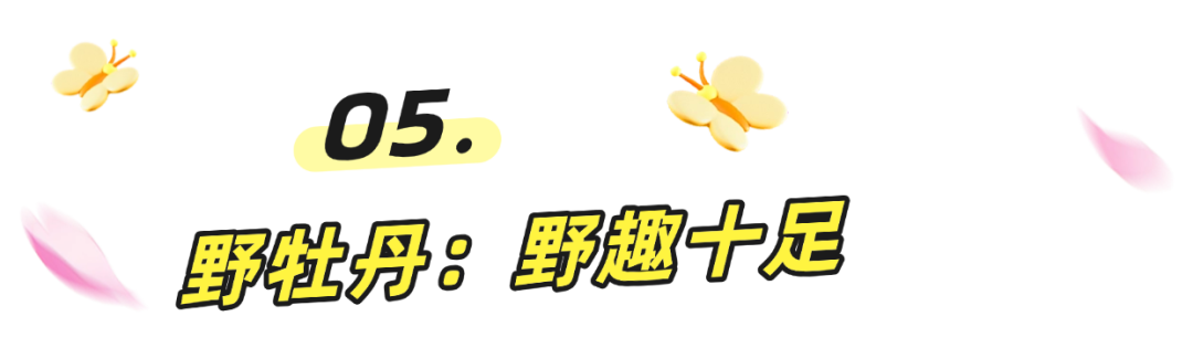 阳春三月一起来罗湖逛春天~