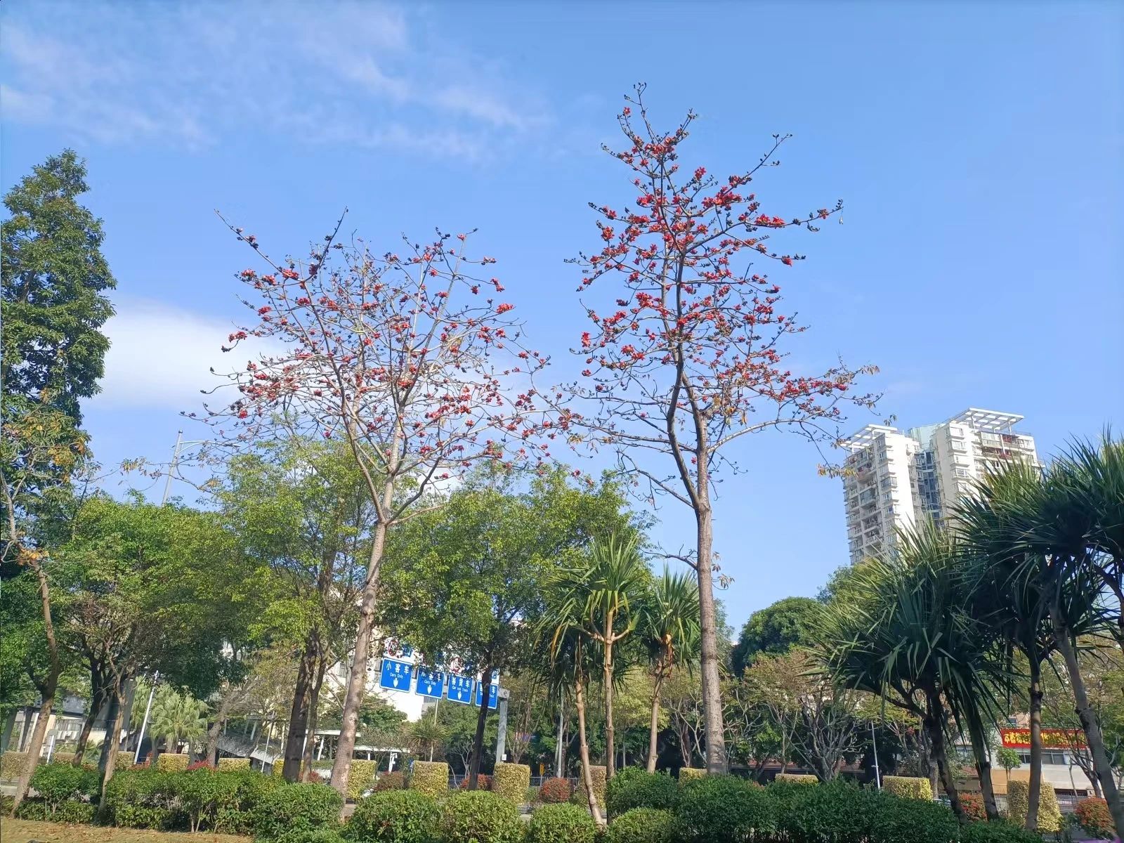 阳春三月一起来罗湖逛春天~