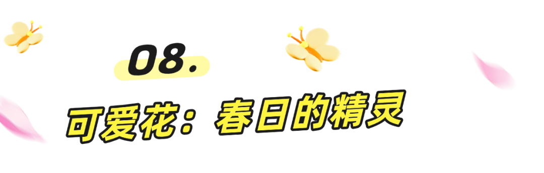阳春三月一起来罗湖逛春天~
