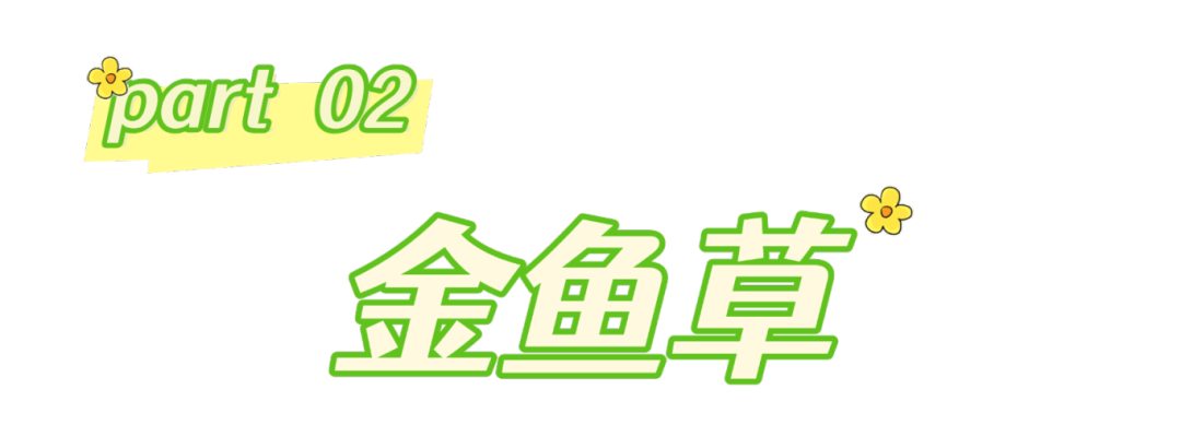 春分至，来大鹏闯进美到“犯规”的花海里～