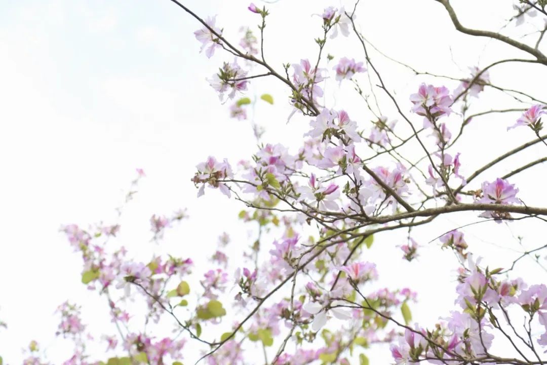 春分至，来大鹏闯进美到“犯规”的花海里～
