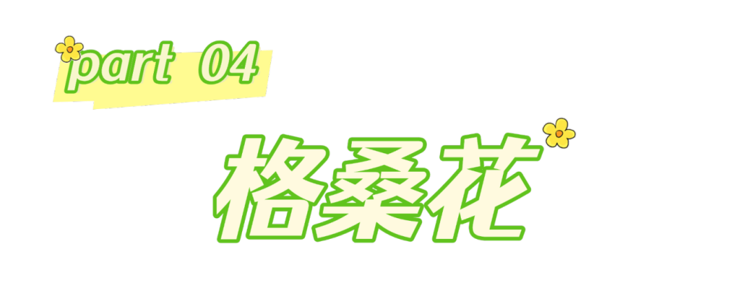 春分至，来大鹏闯进美到“犯规”的花海里～