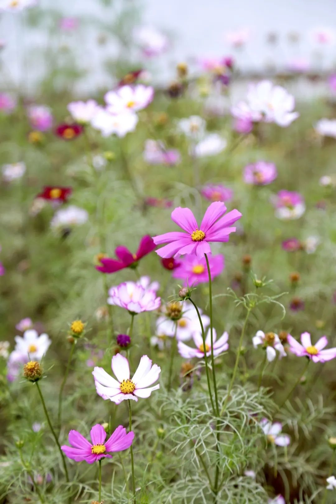春分至，来大鹏闯进美到“犯规”的花海里～