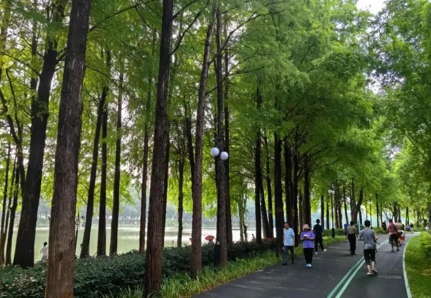 洪湖公园欢乐跑等你来报名！