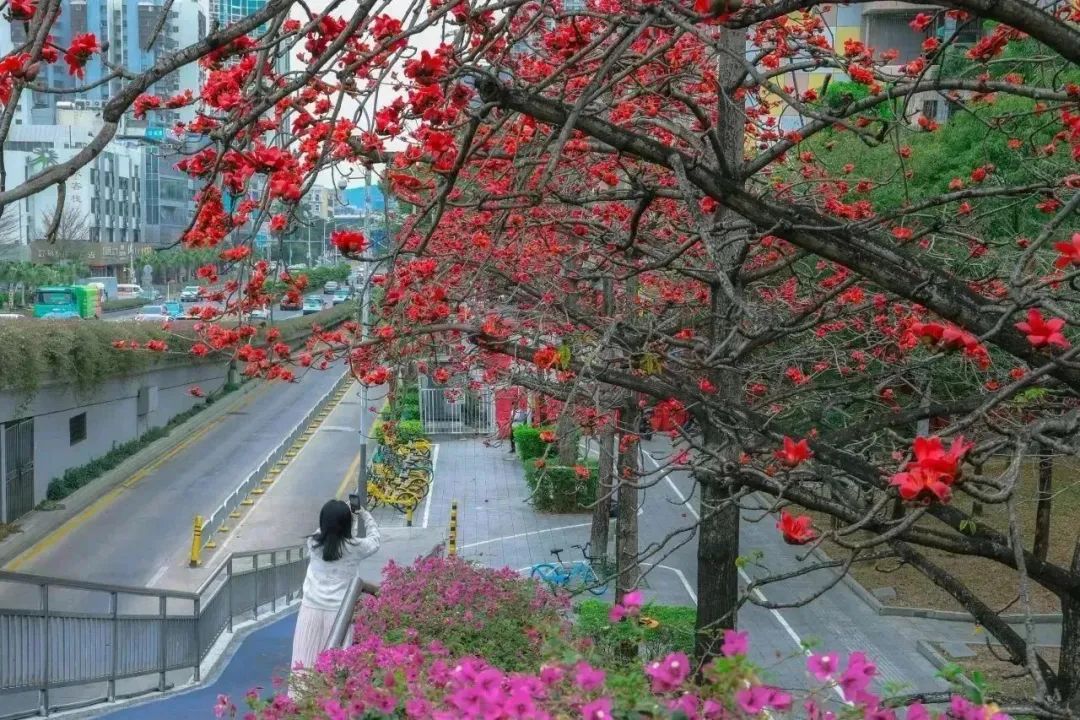 藏不住了！宝安的「踏青圣地」都在这了→