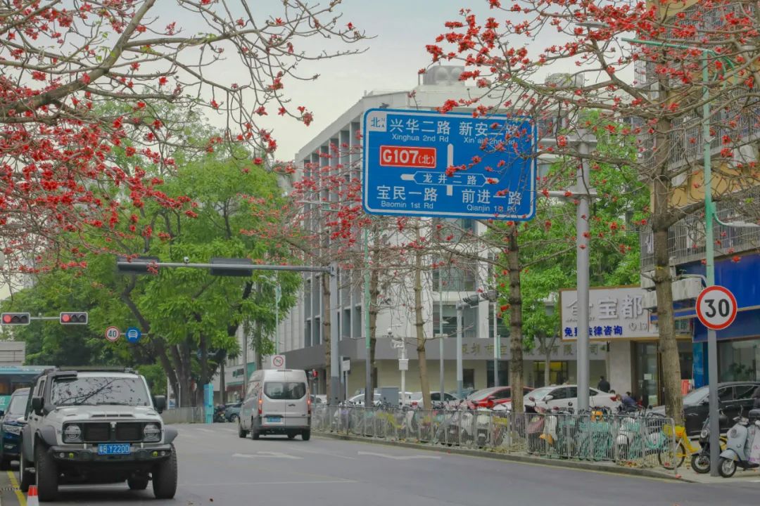 藏不住了！宝安的「踏青圣地」都在这了→