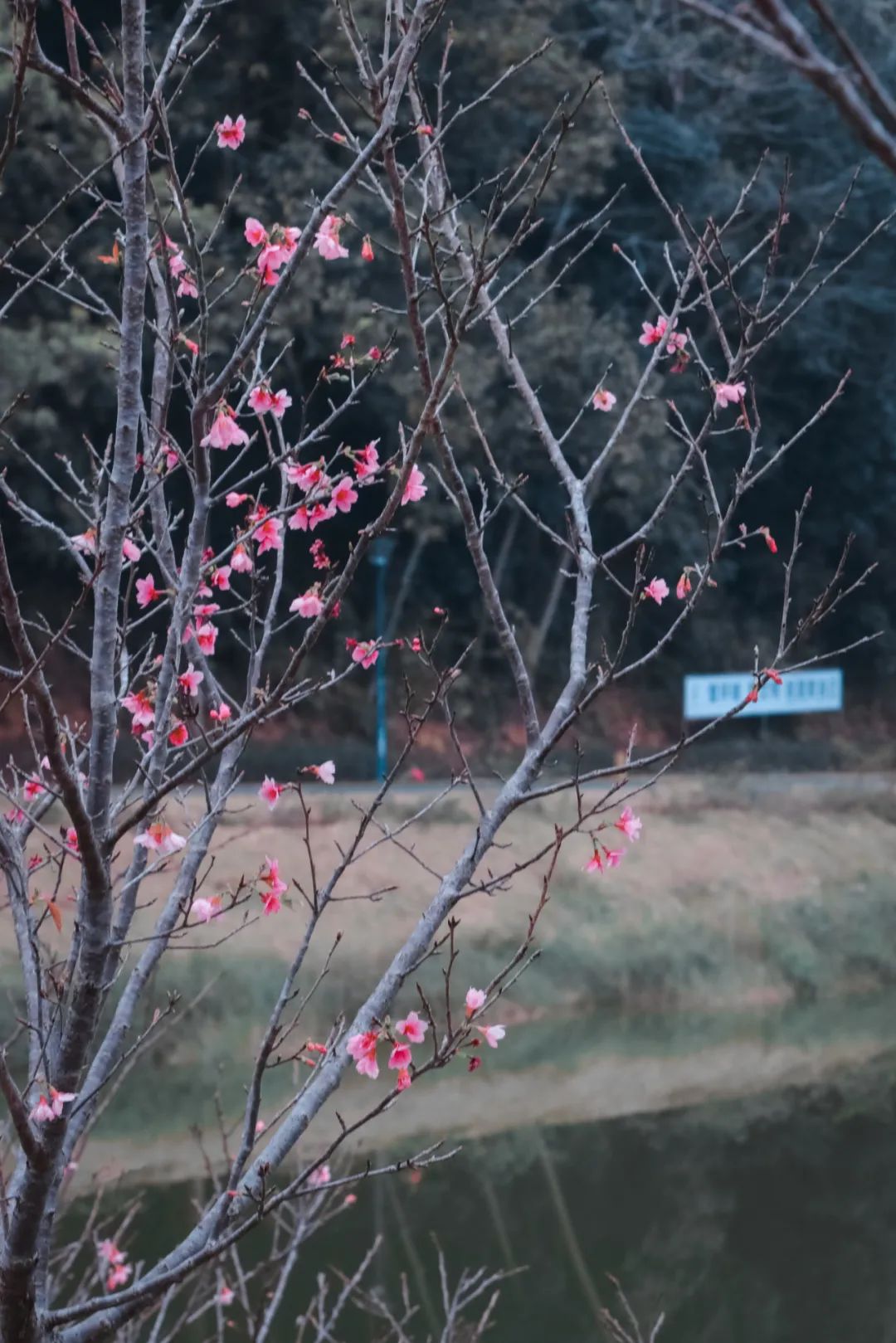 藏不住了！宝安的「踏青圣地」都在这了→