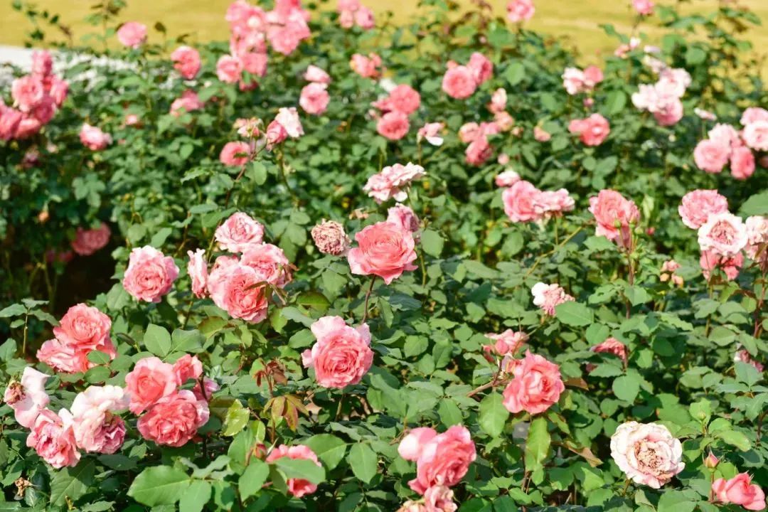 藏不住了！宝安的「踏青圣地」都在这了→