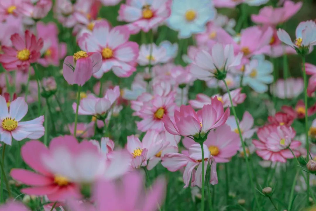藏不住了！宝安的「踏青圣地」都在这了→