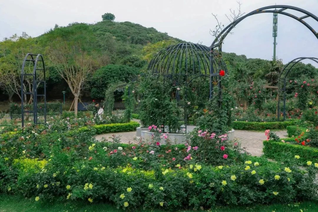 藏不住了！宝安的「踏青圣地」都在这了→