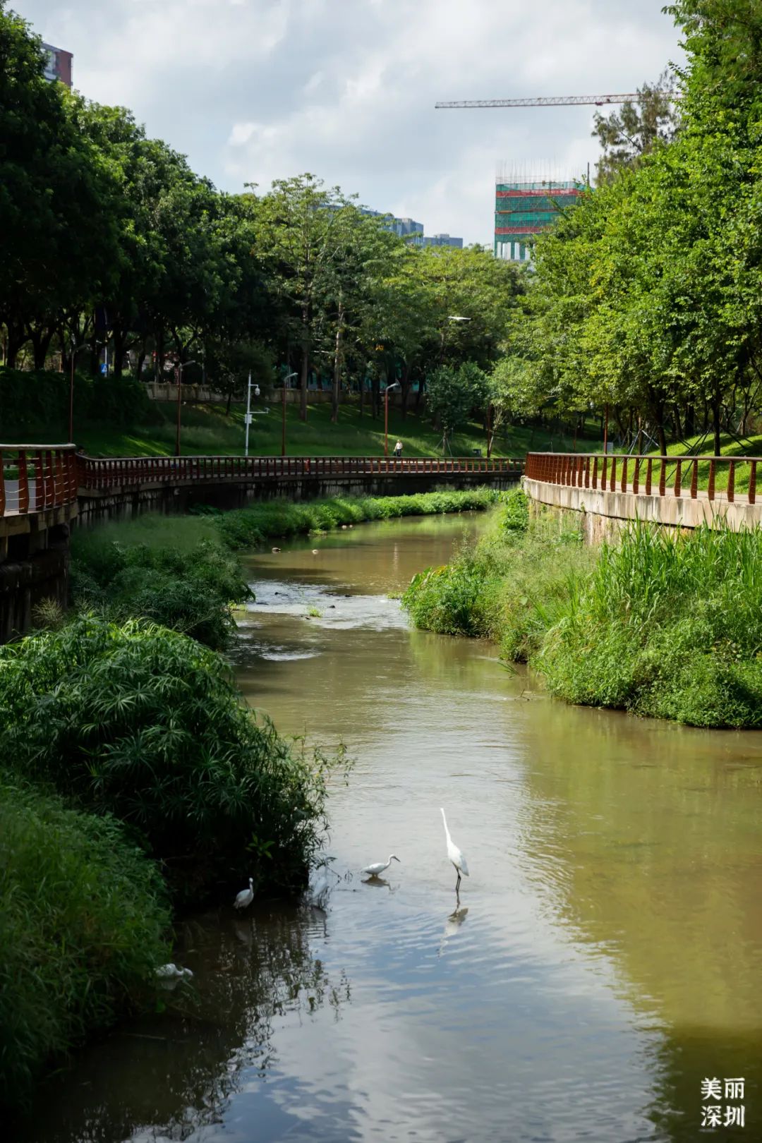 深圳大沙河，在鲲鹏径第六段邂逅浪漫！