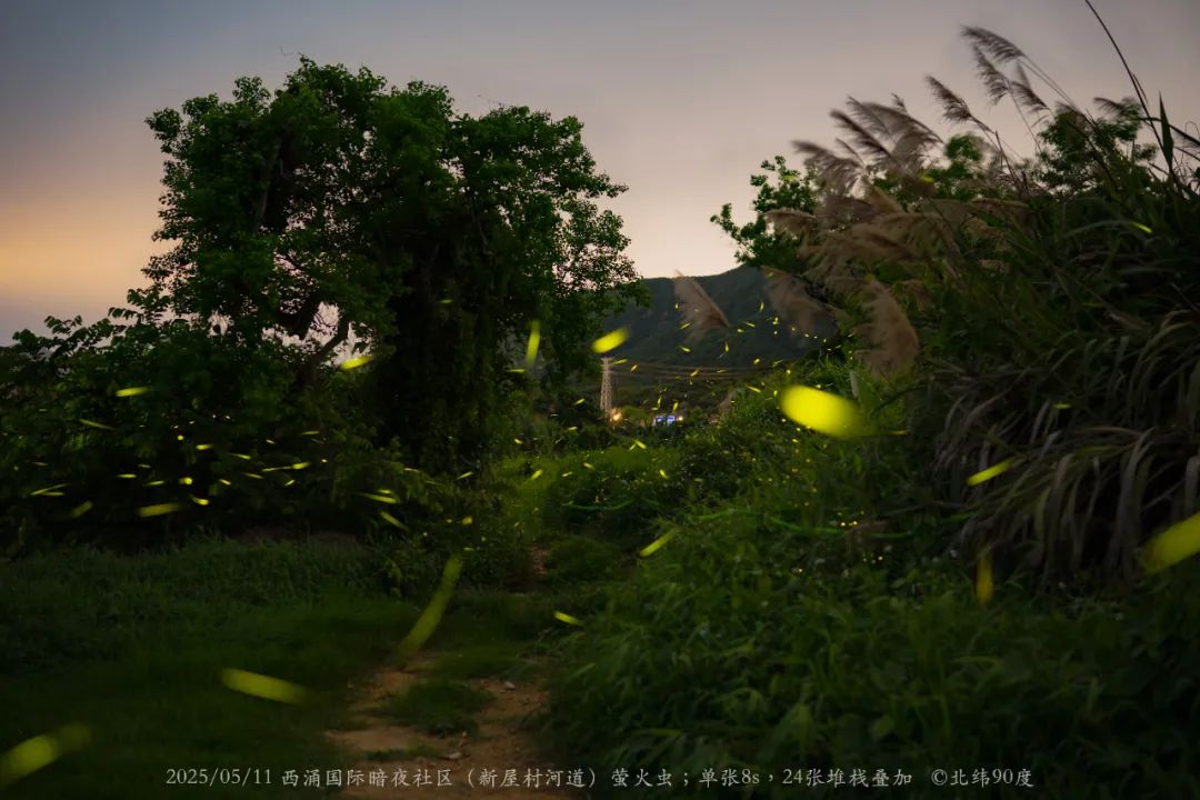 深圳西涌萤火虫观赏季来了！