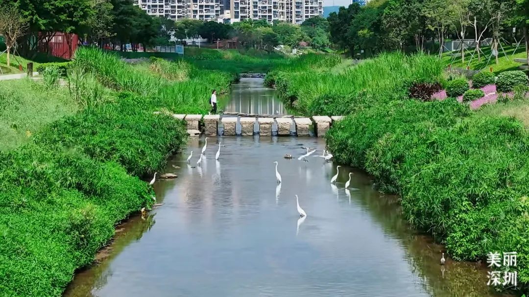 深圳大沙河，在鲲鹏径第六段邂逅浪漫！