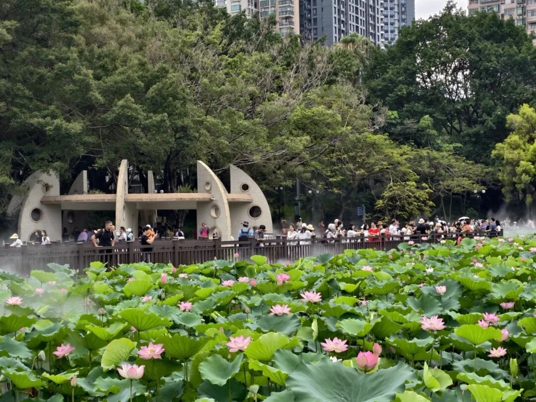 夏日“顶流”来了~ 2025深圳荷花赏即将开启！