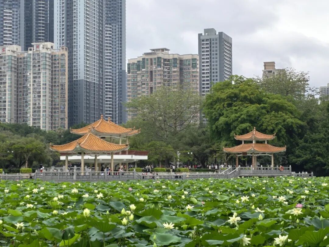 夏日“顶流”来了~ 2025深圳荷花赏即将开启！