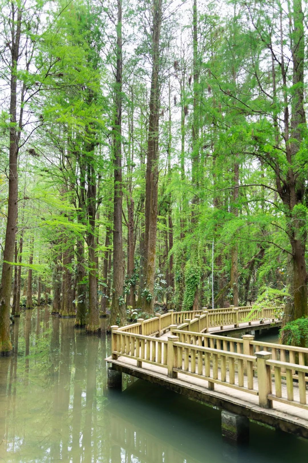 中国最大「兰花秘境」——深圳市兰科植物保护研究中心