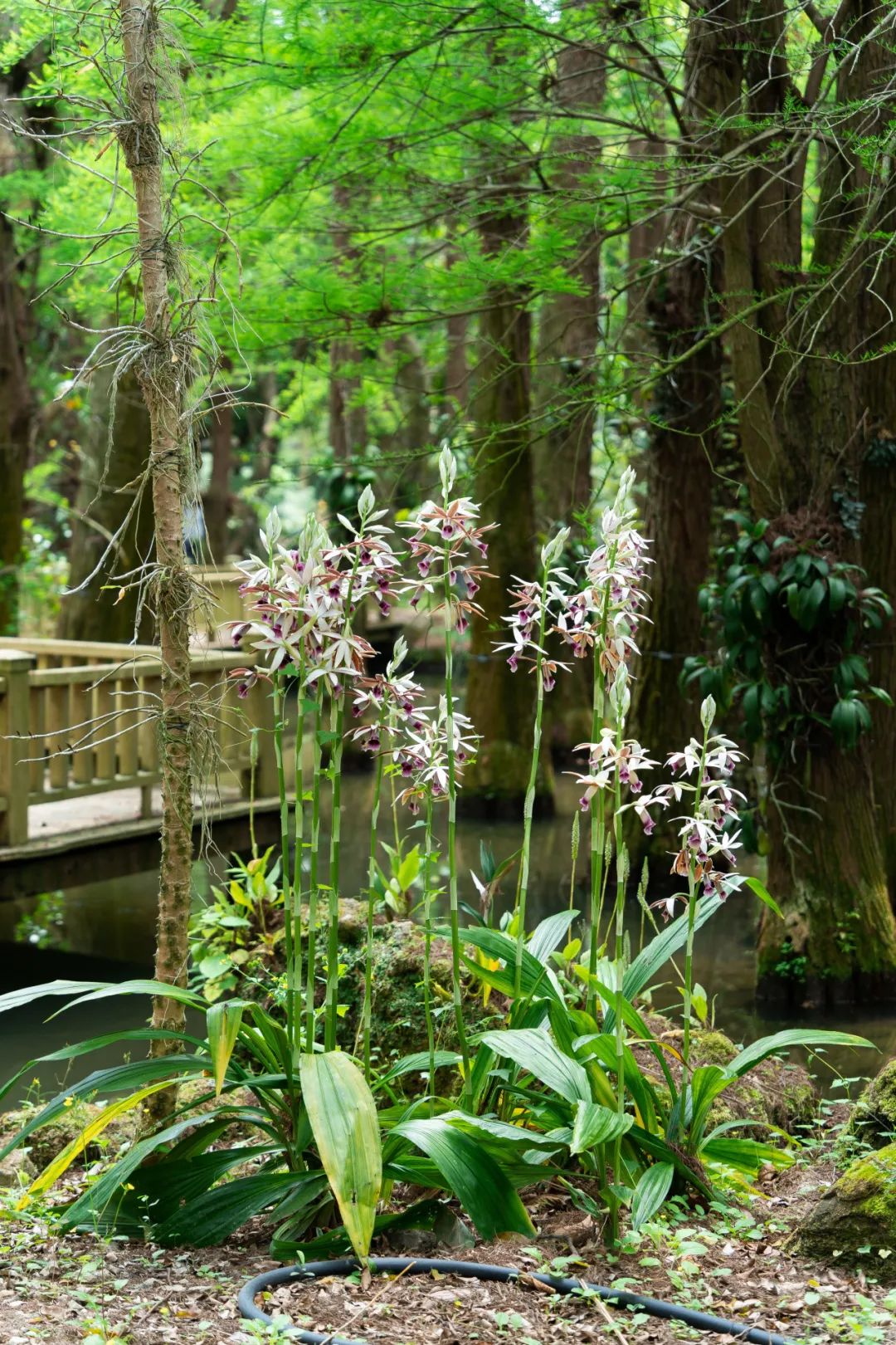 中国最大「兰花秘境」——深圳市兰科植物保护研究中心