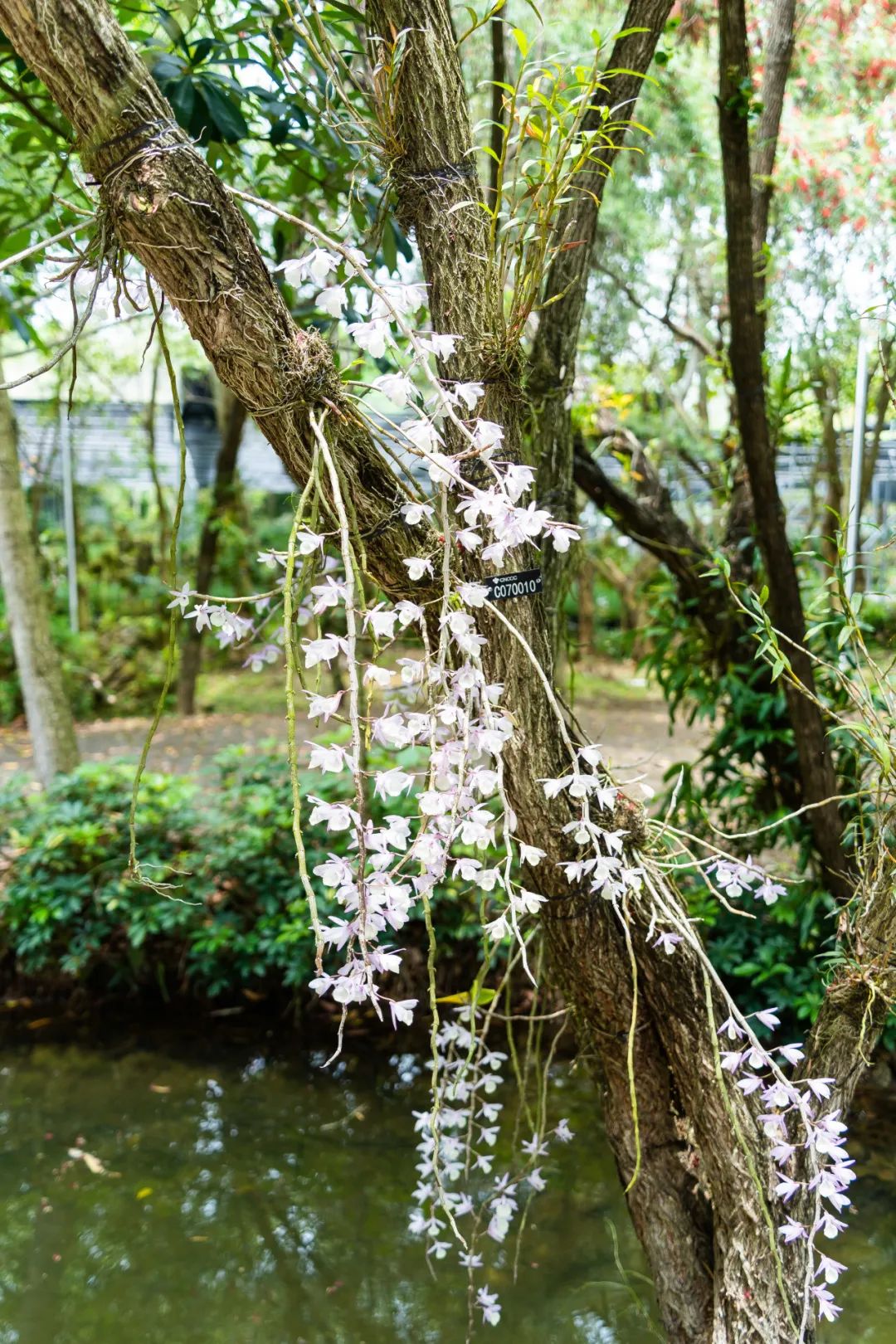 中国最大「兰花秘境」——深圳市兰科植物保护研究中心