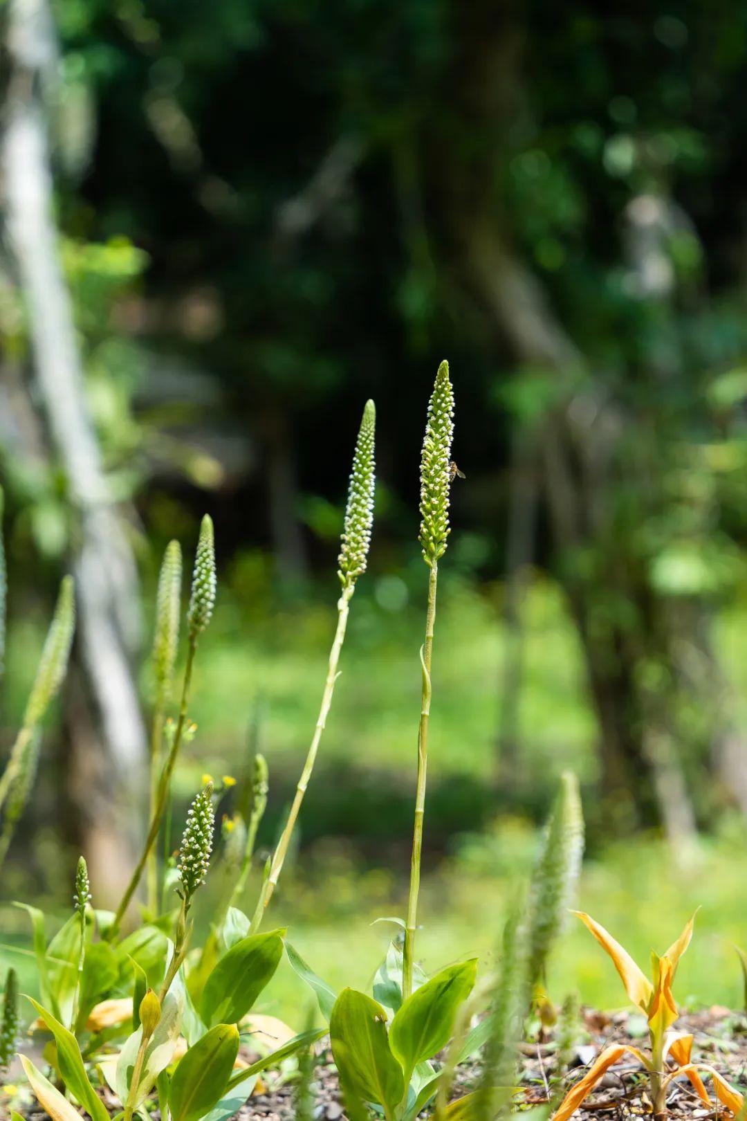 中国最大「兰花秘境」——深圳市兰科植物保护研究中心