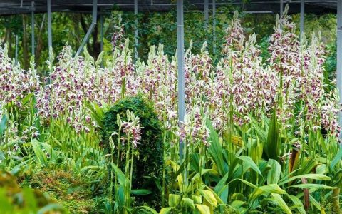 中国最大「兰花秘境」——深圳市兰科植物保护研究中心