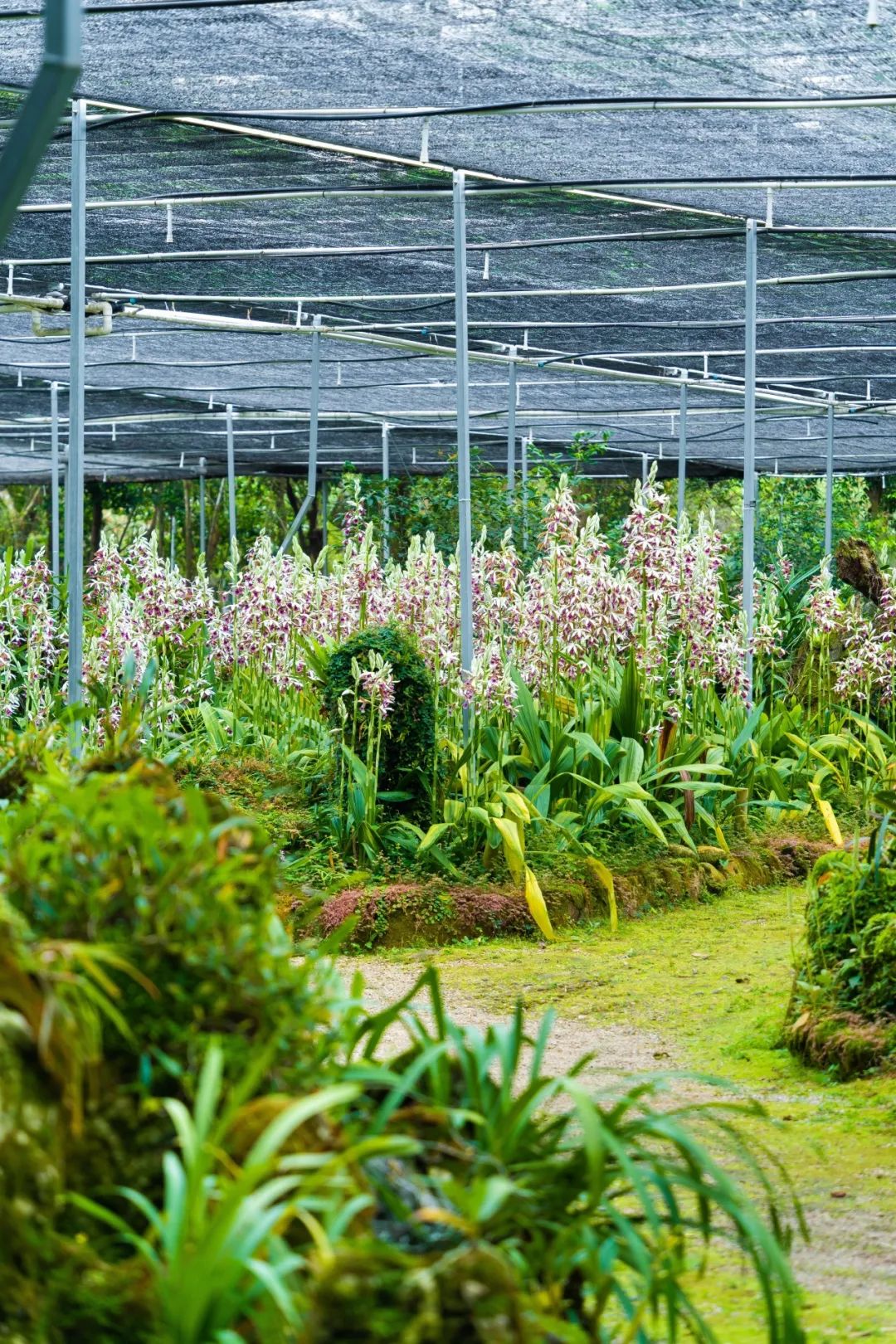 中国最大「兰花秘境」——深圳市兰科植物保护研究中心