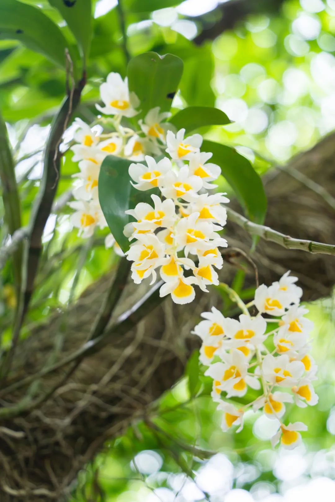 中国最大「兰花秘境」——深圳市兰科植物保护研究中心