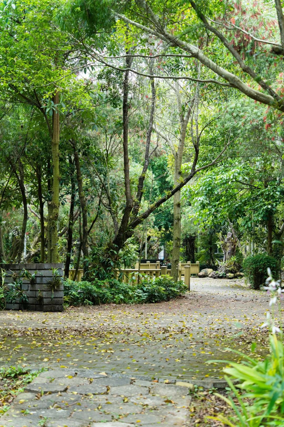 中国最大「兰花秘境」——深圳市兰科植物保护研究中心