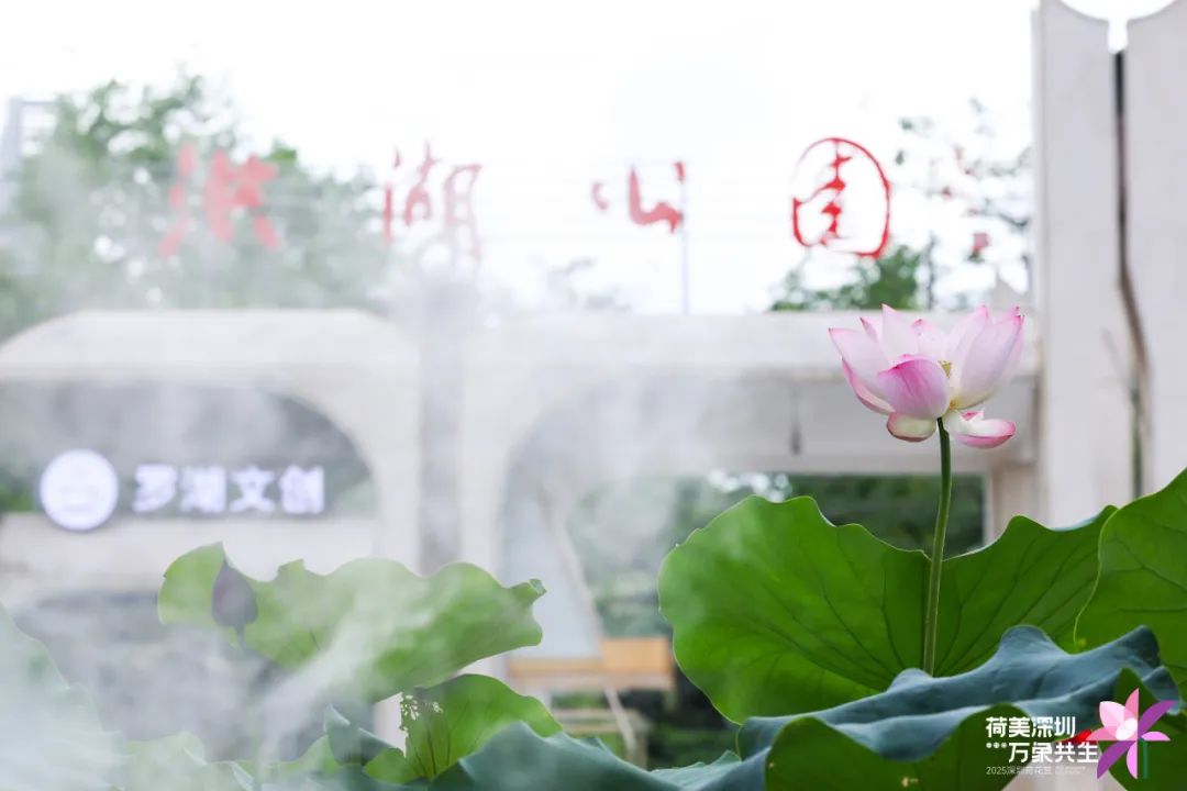 洪湖公园荷花赏延长至7月20日！全新儿童游乐区开放，假期带娃赏荷指南来啦→