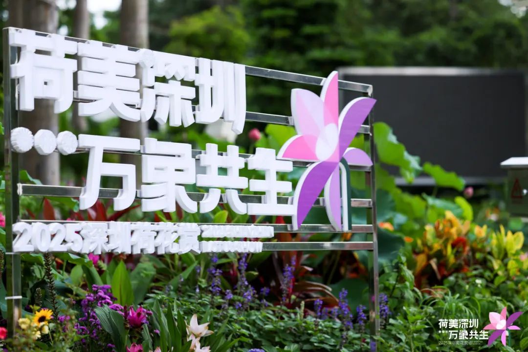 洪湖公园荷花赏延长至7月20日！全新儿童游乐区开放，假期带娃赏荷指南来啦→