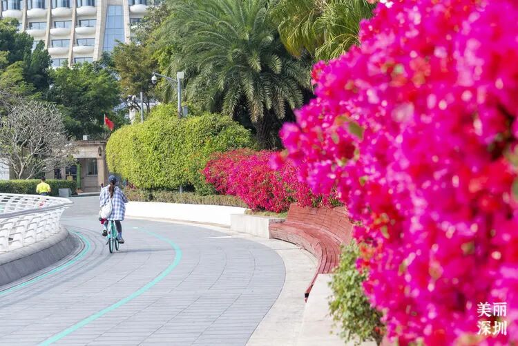 深圳这3条骑行道，一路看海望山超治愈！