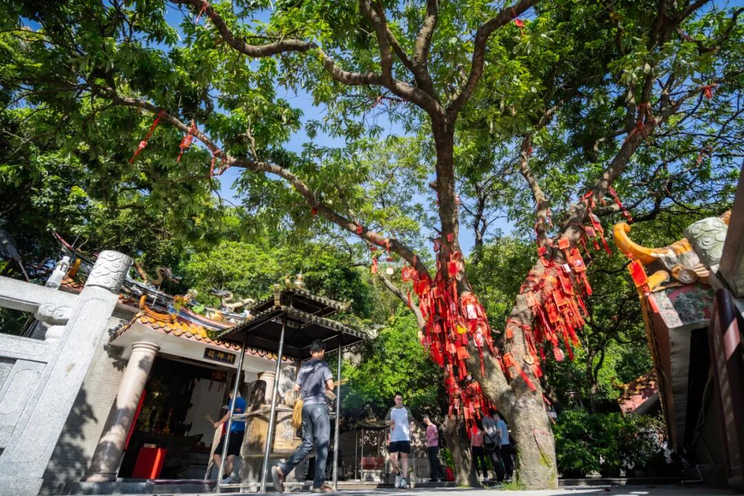 宝安露营地图大公开!10个私藏好地快码住!