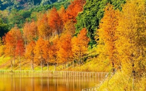 落羽杉红了！深圳专属的「美拉德季」来了！